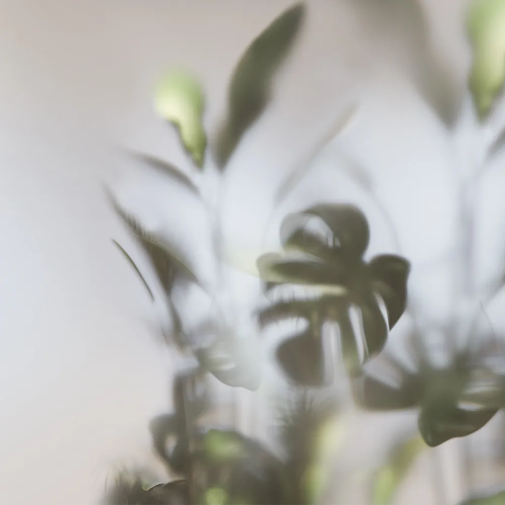 Studijo Wallart - Wallpaper Greenhouse 3D Model