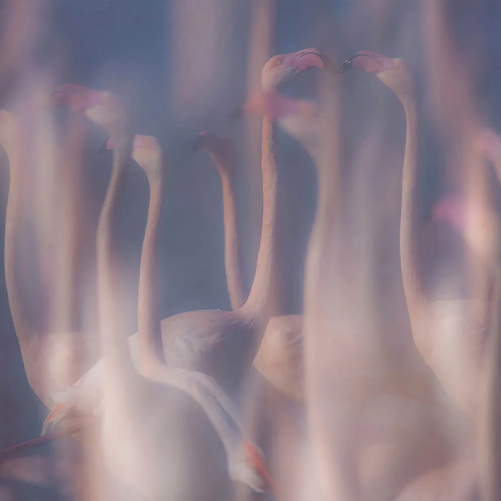 Styl’editions - Wallpaper Evanescenze in Rosa 3D Model