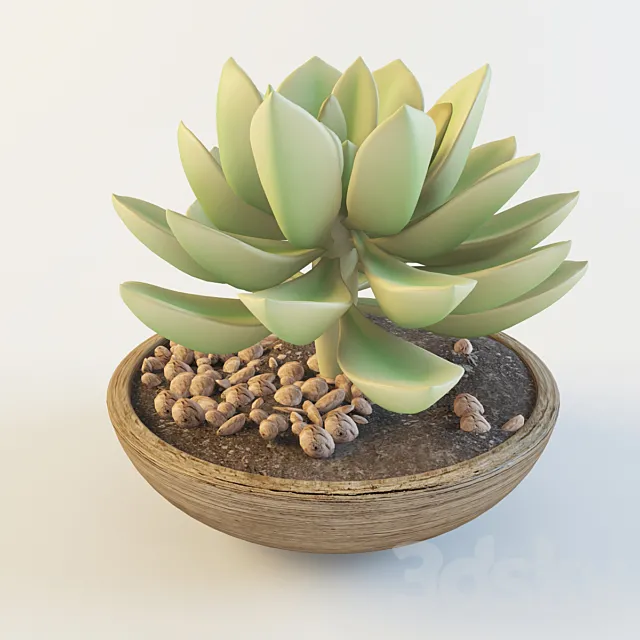 Succulent 3D Model