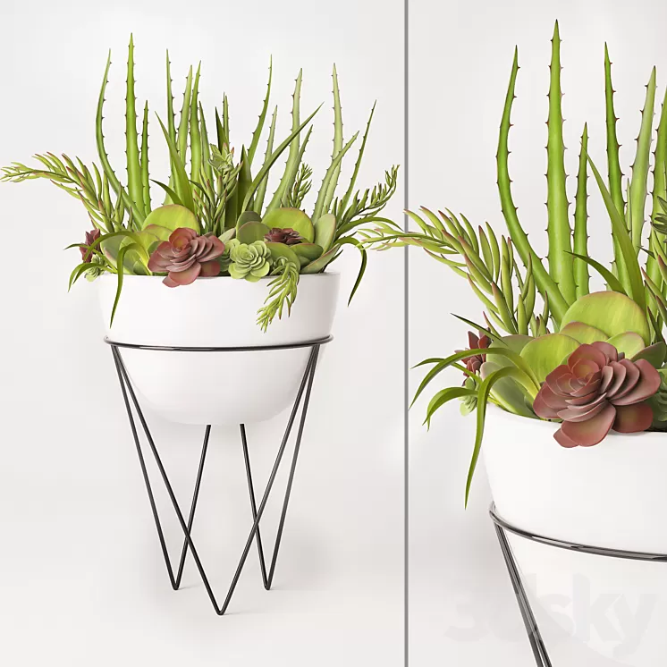 Succulent arrangement 3D Model