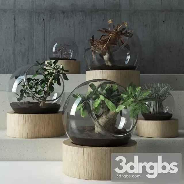 Succulent Bouquet 3D Model Free