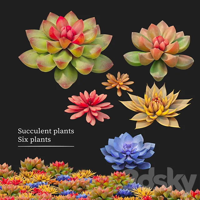 Succulent plants 02 3D Model