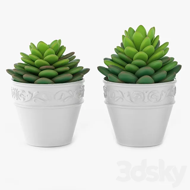 Succulents 09 3D Model