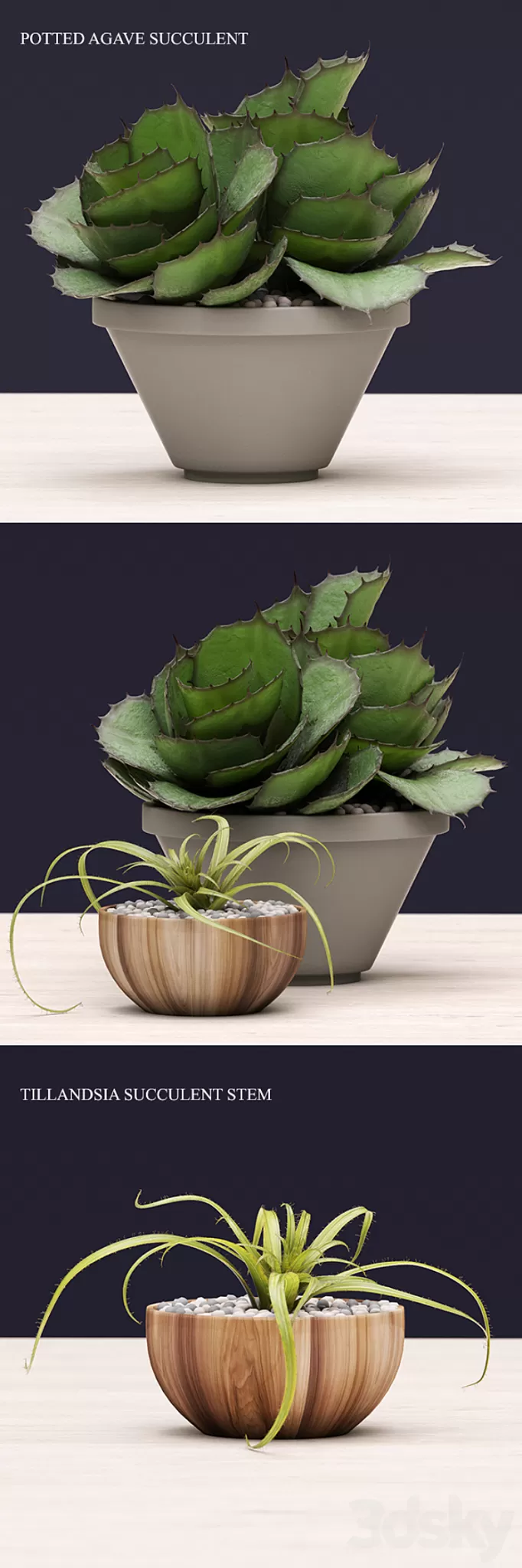 Succulents 3D Model