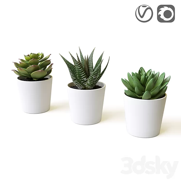 Succulents 3D Model