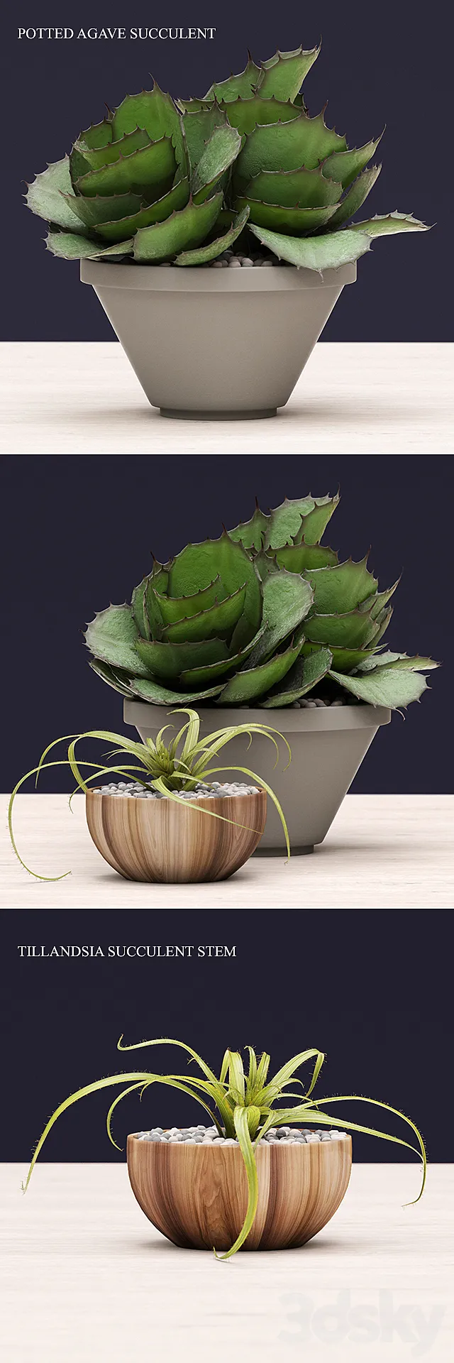 Succulents 3DModel