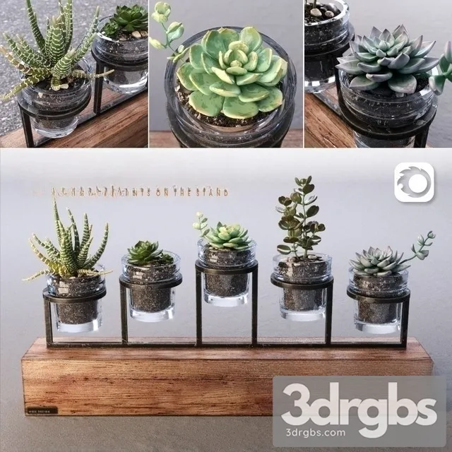 Succulents Bouquet Set 3D Model Free