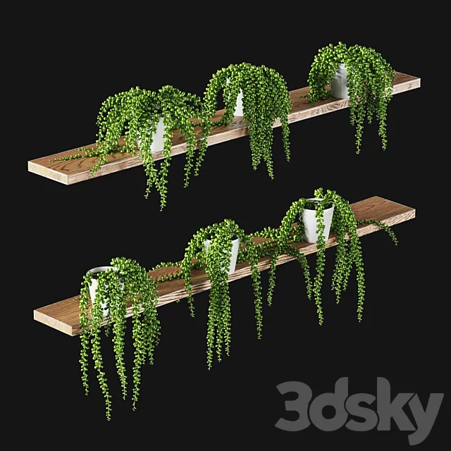Succulents. Set of 6 models 3DModel