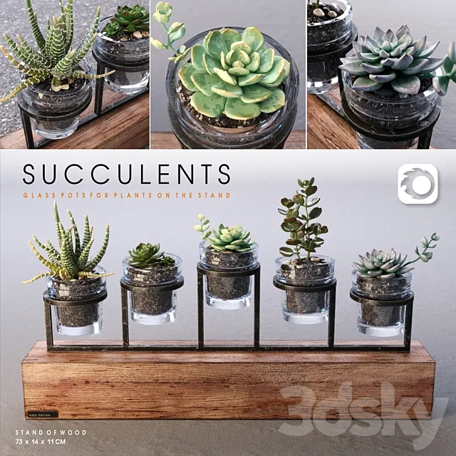 Succulents_set 3DModel