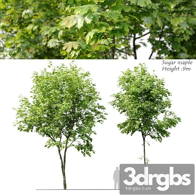 Sugar Maple 3D Model Free