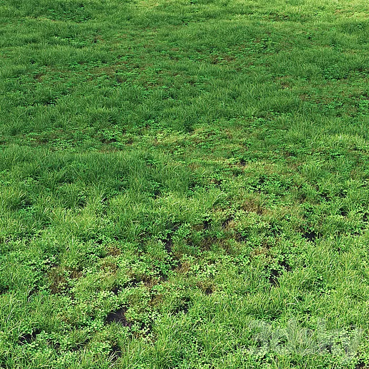 Summer Grass 01 3D Model