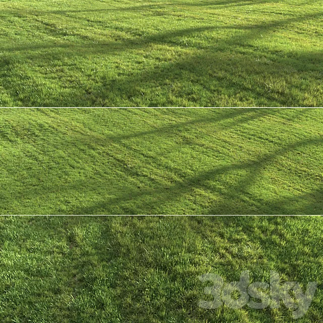 Summer grass 3D Model