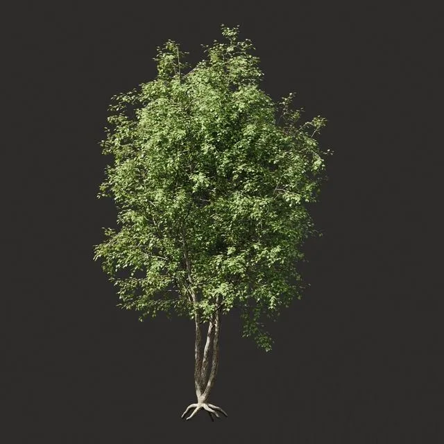 Summer tree # 03 3D Model