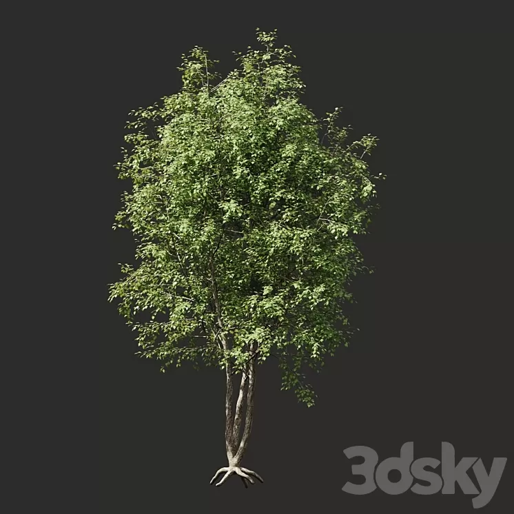 Summer tree # 03 3D Model