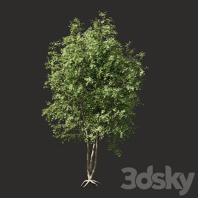 Summer tree # 03 3D Model