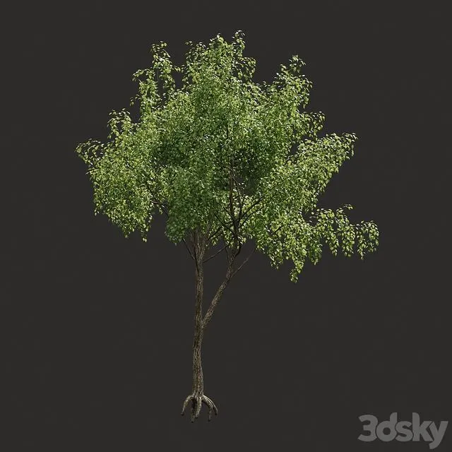 Summer tree # 04 3D Model
