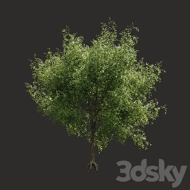 Summer tree # 05 3D Model