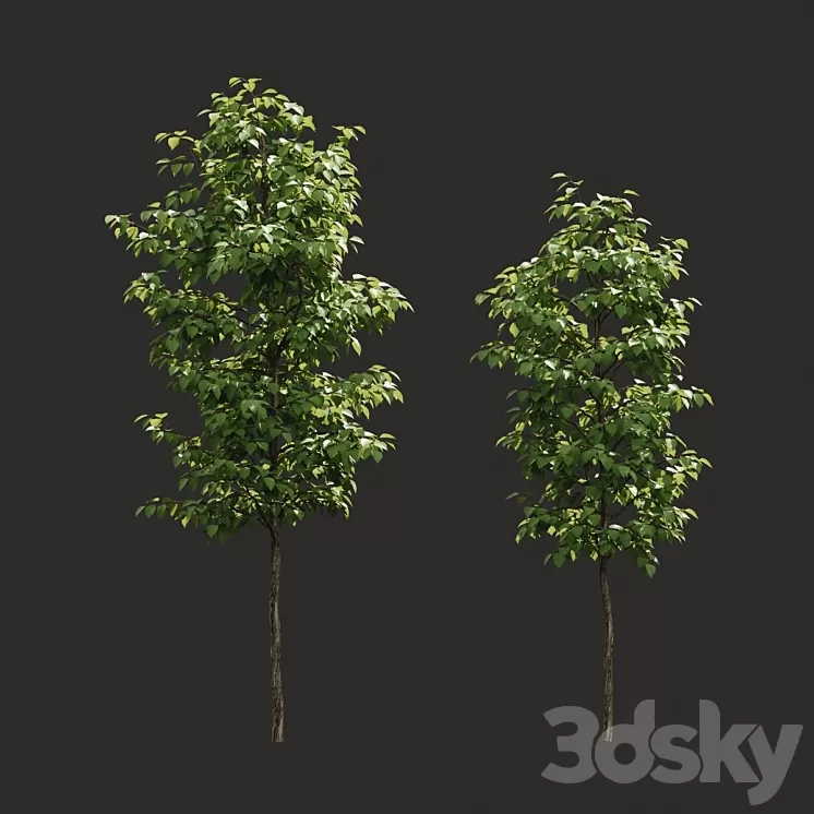 Summer tree # 06 3D Model