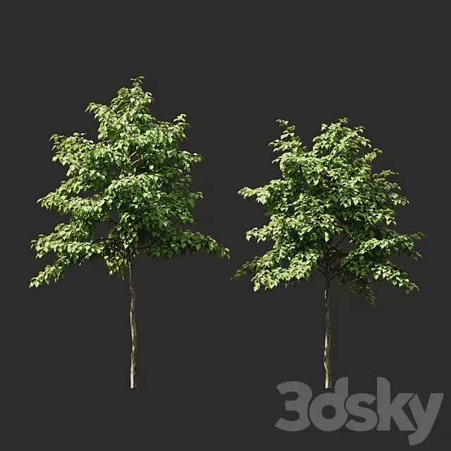 Summer tree # 07 3DModel
