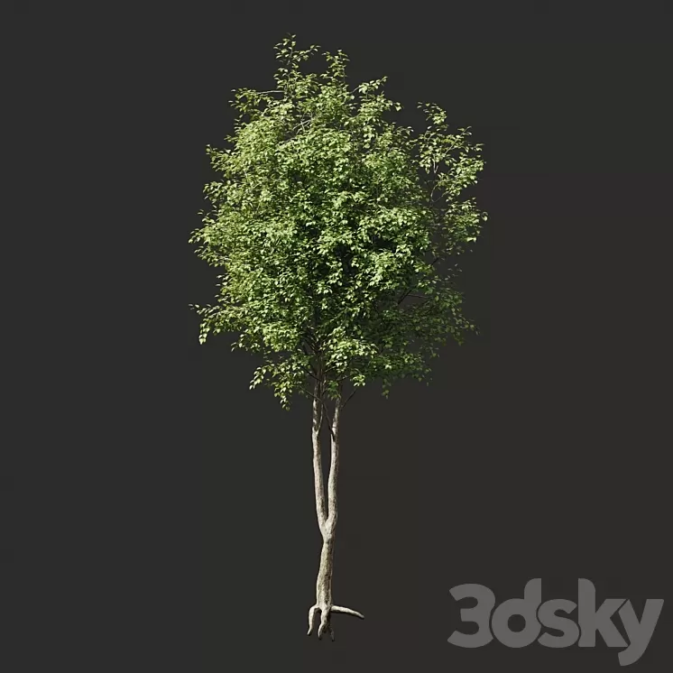 Summer tree # 2 3D Model