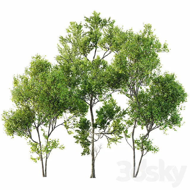 summer trees 3D Model