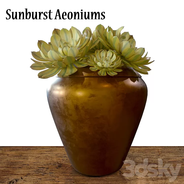Sunburst Aeoniums 3D Model