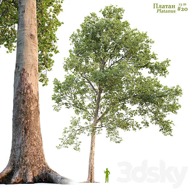Sycamore _ Platanus #20 3D Model