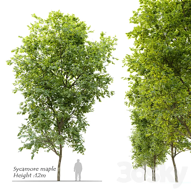 Sycamore maple 3D Model