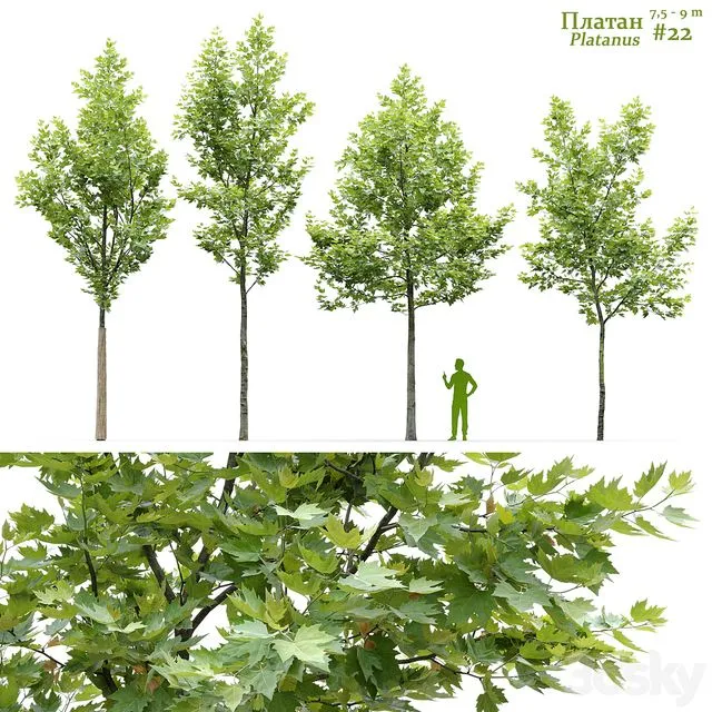 Sycamore Platanus #22 3D Model