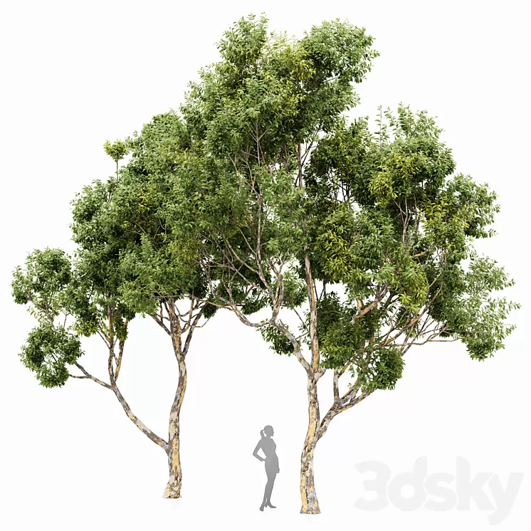 Sydney blue gum 2 trees 3D Model