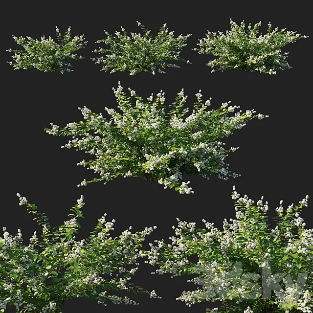 Symphoricarpos_berry_bush white 3D Model