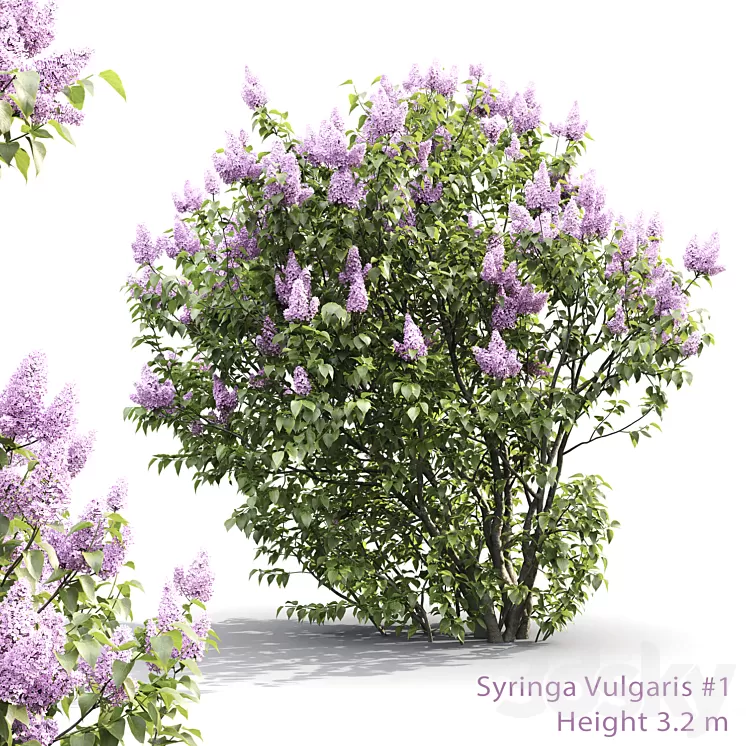 Syringa 3D Model