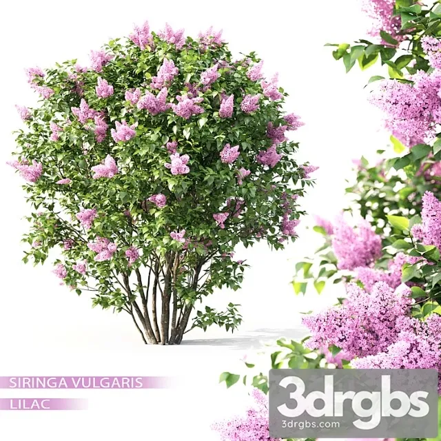 Syringa 3D Model Free