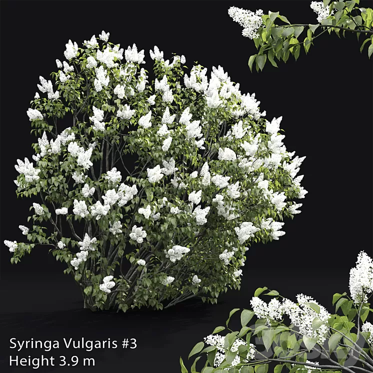 Syringa vulgaris # 3 3D Model