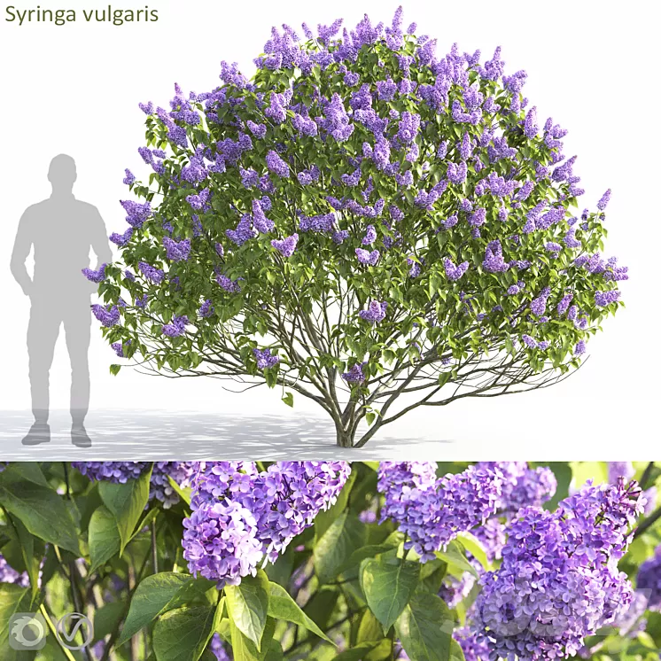 Syringa vulgaris 3D Model Free