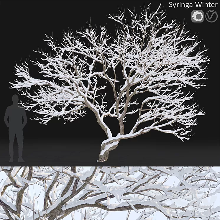 Syringa Vulgaris  Winter tree 3D Model