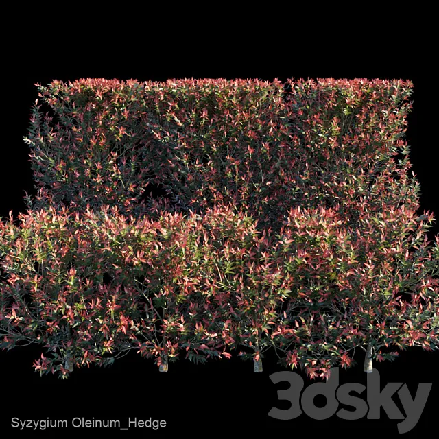 Syzygium Oleinum_Hedge 3D Model