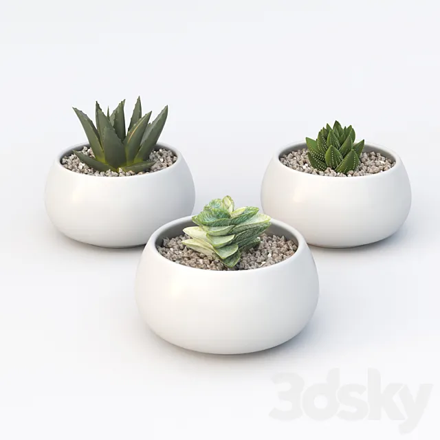 Table succulents 3D Model