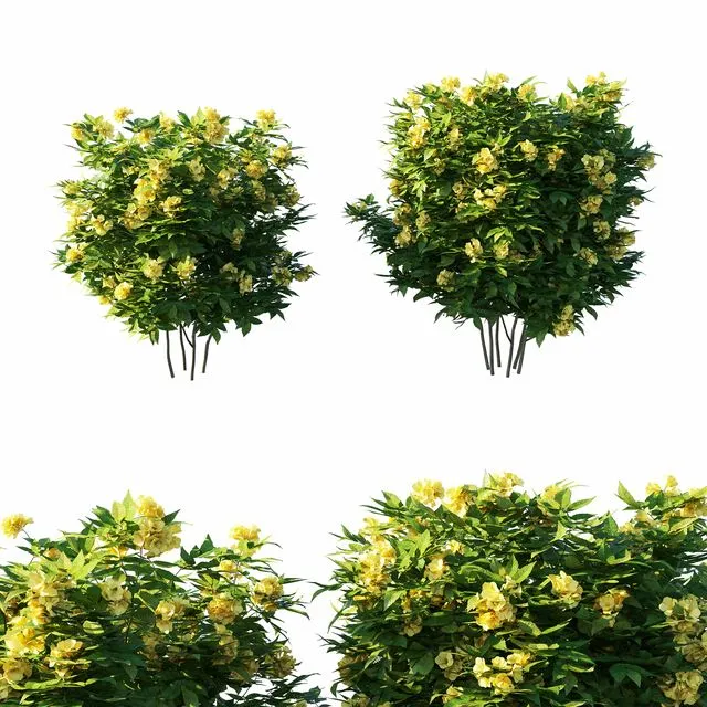 Tecoma stans tree 3D Model