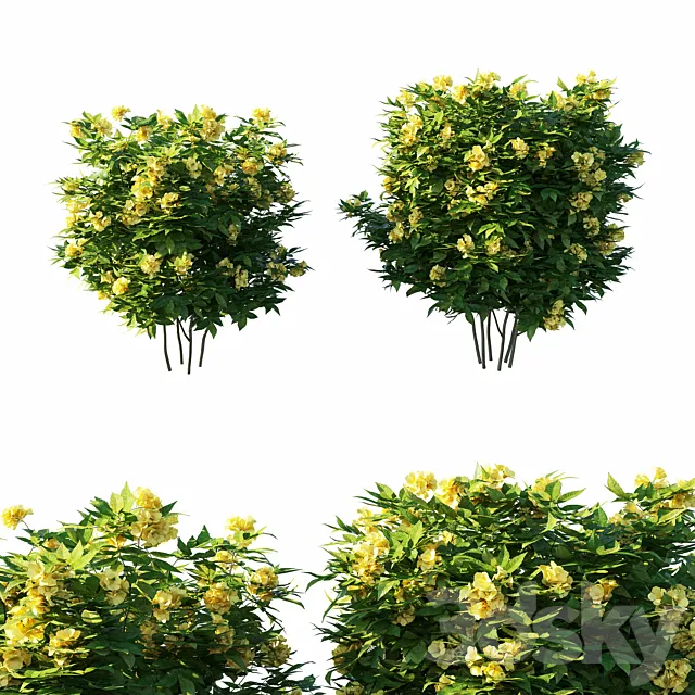Tecoma stans tree Free Download