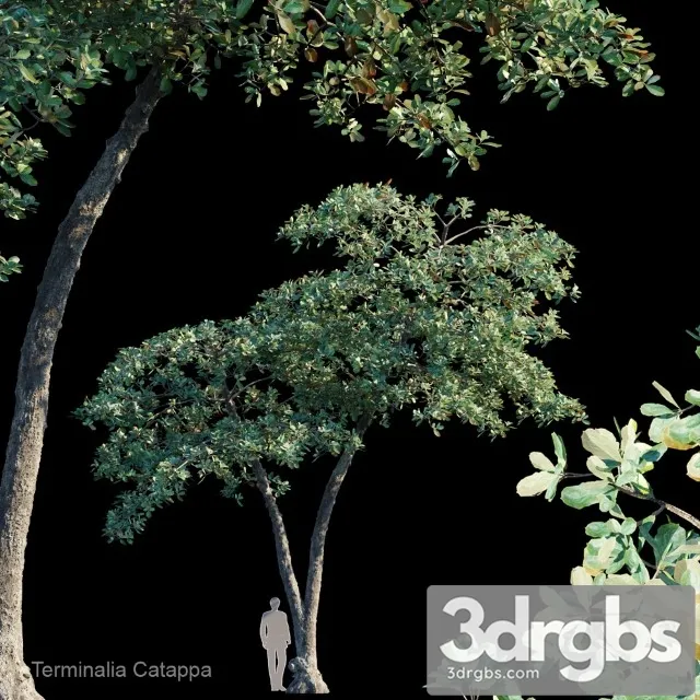 Terminalia Catappa 3D Model Free