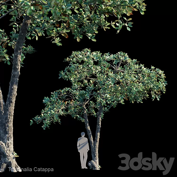 Terminalia Catappa_Var2 3D Model
