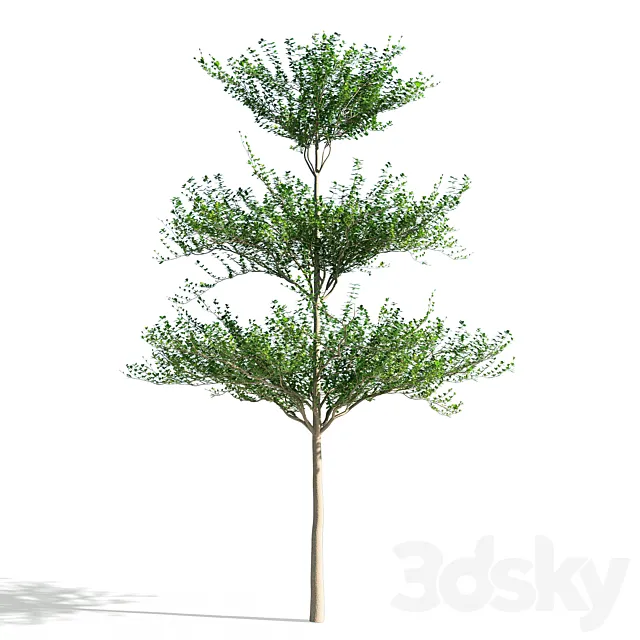 Terminalia mantaly 1 3DModel