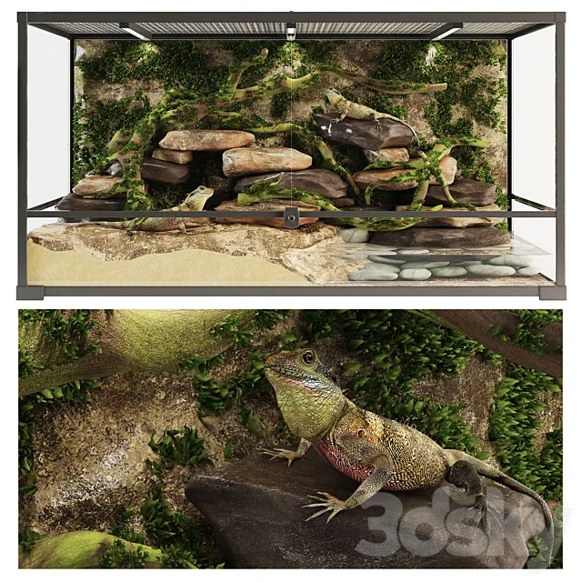 Terrarium Agama 3DModel