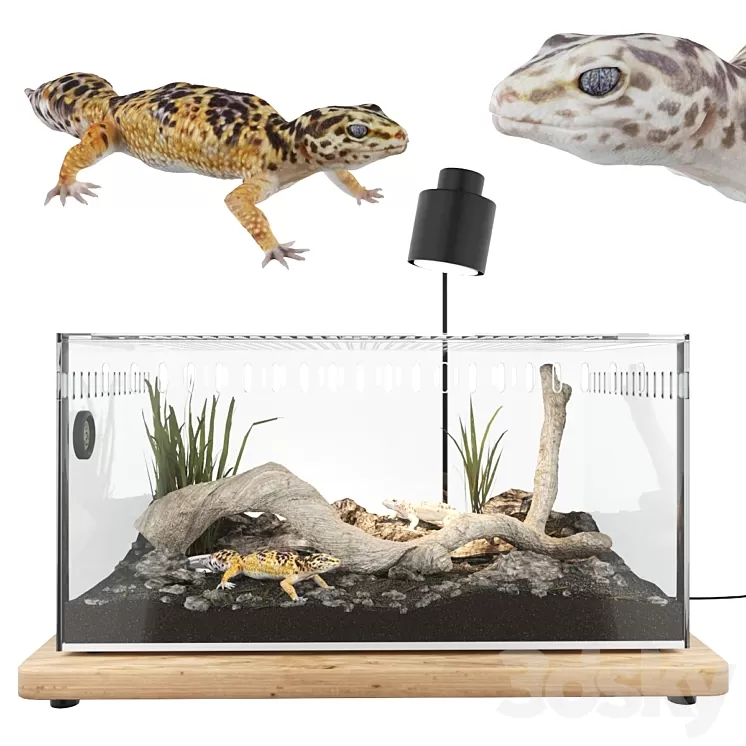 Terrarium with geckos 3D Model