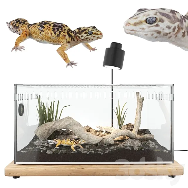 Terrarium with geckos 3DModel