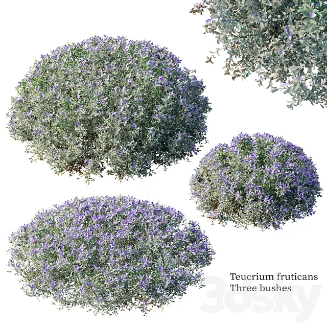 Teucrium fruticans Free Download