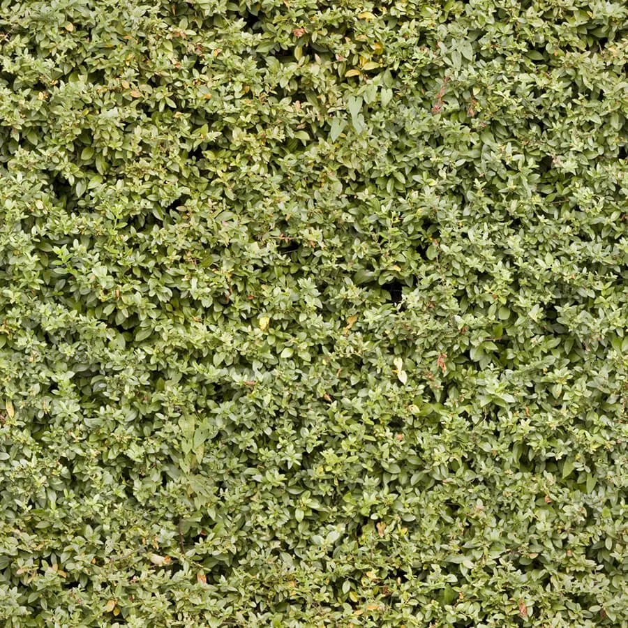 textures - Organic 36 3D Model