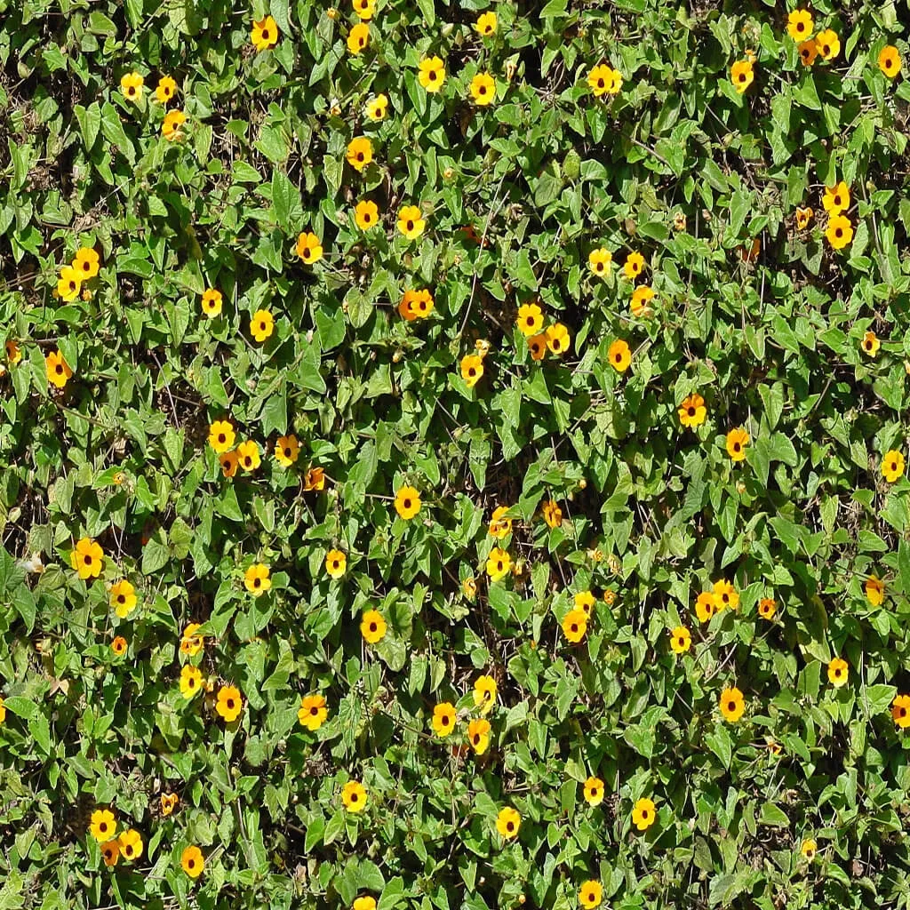 textures - Organic 5 3D Model