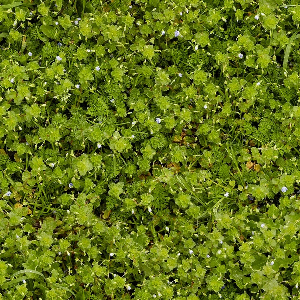 textures - Organic 7 3D Model